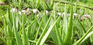 Lợi ích sức khỏe từ cây lô hội