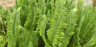 7 Tác dụng của cây Sâm Chân Rết (sâm Bòng Bong)