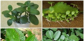 Những lợi ích “kỳ diệu” của cây lá bỏng