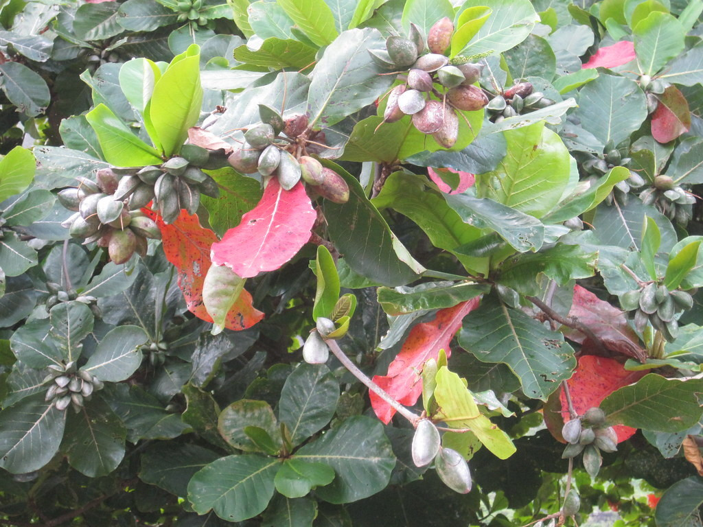 Quả bàng có ăn được không là câu hỏi nhiều người đặt ra. (Ảnh: Flickr)