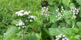 Cỏ hôi chữa bệnh mũi xoang