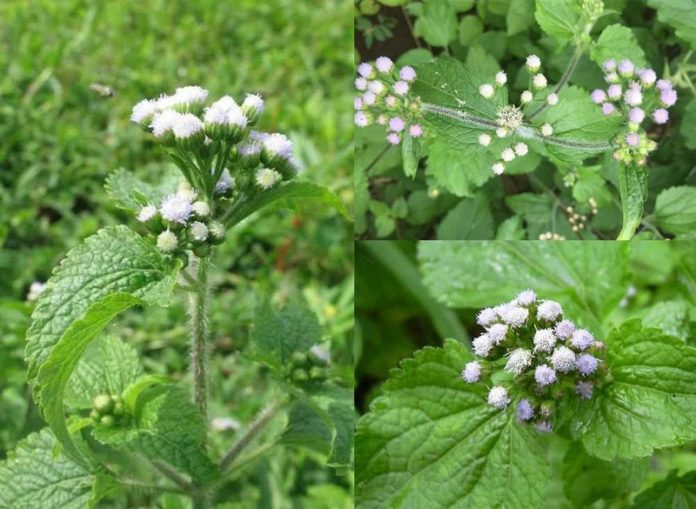 chua_viem_xoang_bang_cay_hoa_ngu