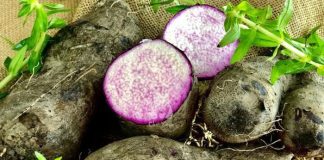 7 lợi ích của khoai mỡ đối với sức khỏe