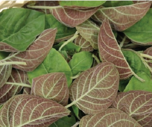 cong-dung-cua-la-mo-long-co-thuc