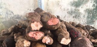 Lợi ích của củ khúc khắc với sức khỏe và cách sử dụng hiệu quả