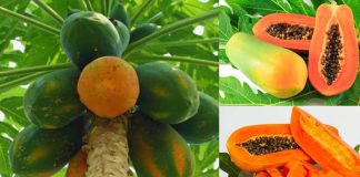 Công dụng tuyệt vời của trái đu đủ