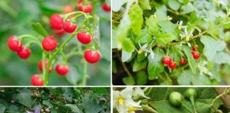 Công dụng chữa bệnh bất ngờ của cây cà gai leo