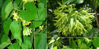 5 tác dụng tuyệt vời của hoa thiên lý đối với sức khoẻ