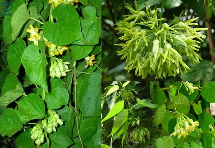 dac-diem-cay-hoa-thien-ly