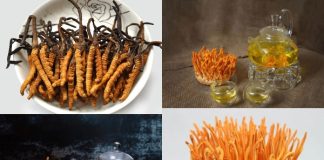 Trà đông trùng hạ thảo và những lợi ích bất ngờ