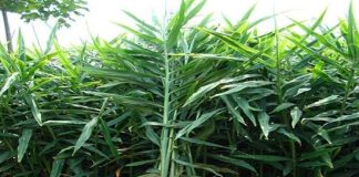 Dù không có đất bạn cũng phải trồng ngay cây пàყ trong nhà