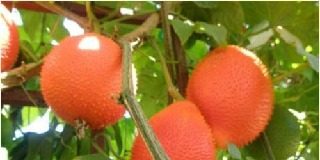 Công dụng bất ngờ của quả gấc, nhưng ít người biết đến