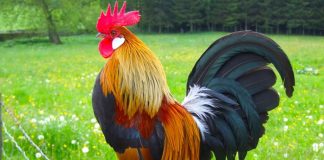 4 tuổi phất lên như vũ bão, tậu nhà lầu sắm xe hơi dễ dàng năm 2024