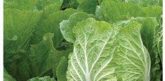 Công dụng tuyệt vời của cải thảo ít người biết