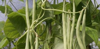 Những Lợi Ích Sức Khỏe Khi Ăn Đậu Cove