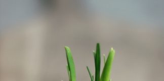 Hơn cả những tép tỏi tươi mới, đừng vứt tỏi mọc mầm! Chúng có thể cứu sống bạn đấy