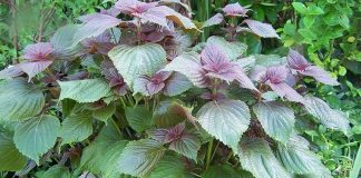 Công dụng của cây tía tô với sức khỏe