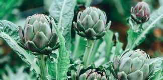 12 tác dụng cực tốt của hoa atiso bạn không nên bỏ qua