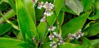 Cây này trồng trong nhà thành “thần dược” quý hơn vàng, trồng 1 cây đủ phát tài, trường thọ, khỏe mạnh quanh năm