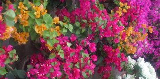 Người thuộc mệnh này trồng cây hoa Giấy cực giàu: Ai không biết quá đáng tiếc