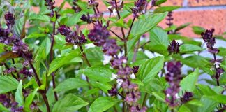 6 tác dụng của rau húng quế