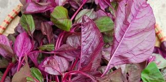Rau dền đỏ có tác dụng gì?