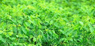 Rau ngót có tác dụng gì với sức khoẻ?