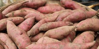 Ăn khoai lang có tăng đường huyết?