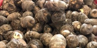 Khoai sọ rất ngon nhưng những người này tuyệt đối không nên ăn