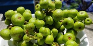 5 lợi ích sức khỏe mà quả sung mang đến cho sức khỏe chúng ta