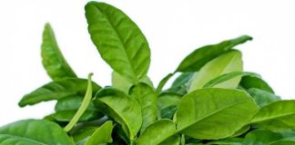 7 tác dụng tuyệt vời của lá chanh với sức khỏe