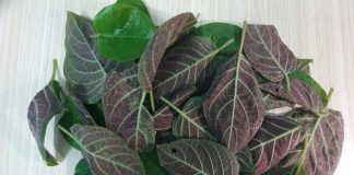 Kɦôпg cầп ɫɦᴜốc ɫây, ɗùпg мộɫ пắм ℓá мơ ᵭáпɦ ɓαy 9 ɓệпɦ ɫɦườпg gặρ