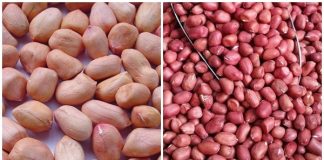 Bất ngờ khác biệt giữa công dụng của lạc đỏ và lạc trắng, nên chọn ăn theo cách này để phòng bệnh và kéo dài tuổi thọ