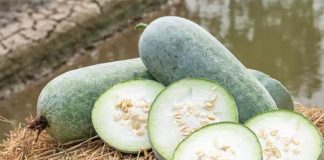 Quả bí đao: thành phần dinh dưỡng và lợi ích sức khỏe nhiều người chưa biết