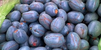 Quả cọ có ăn được không? Công dụng của quả cọ đối với sức khỏe