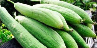 Loại quả được ví là nhân sâm của người nghèo, ăn vào bổ não mà giá cực rẻ