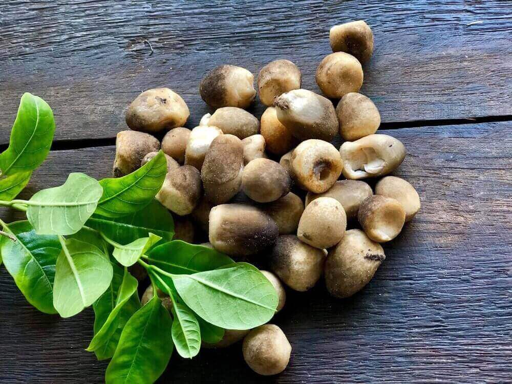 Nấm rơm thuộc họ nấm Pluteaceae, có tên khoa học Volvariella volvacea.