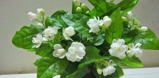 Nhà có chật hẹp đến mấy bạn cũng nên trồng ngay 1 cây пàყ