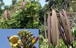 Núc nác: Vị thuốc có nhiều công dụng