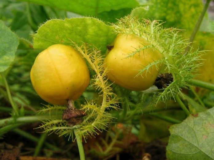 nuoc_cay_lac_tien_co_cong_dung_g