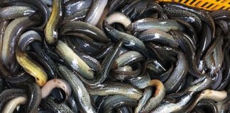 Loài cá được ví như ‘nhân sâm dưới nước’ tốt cho thận, gan