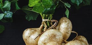 Lợi ích bất ngờ đến từ củ đậu và những lưu ý cần biết khi ăn củ đậu