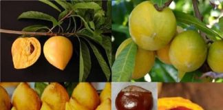 Quả trứng gà lê ki ma có tác dụng gì?