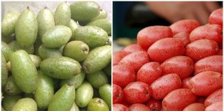 Những điều cần tránh khi ăn quả nhót bạn nên biết