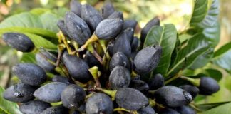 Quả trám giàu dinh dưỡng, chữa nhiều bệnh