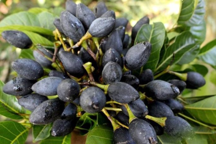 qua-tram-giau-dinh-duong-chua-nh