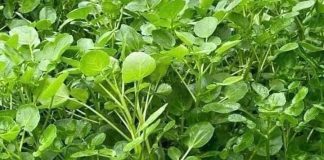 Loại rau cực rẻ ở chợ Việt được Mỹ xếp tốt số 1 thế giới, làm nhiều món ngon lại chống K hiệu quả