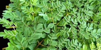 Loại rau tốt ngang tổ yến, canxi gấp 4 lần sữa: Ở Việt Nam bán đầy nhưng ít người biết ăn