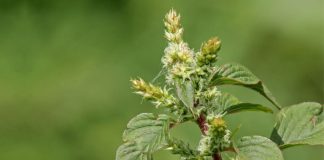 Dền gai: Vị thuốc trong vườn nhà