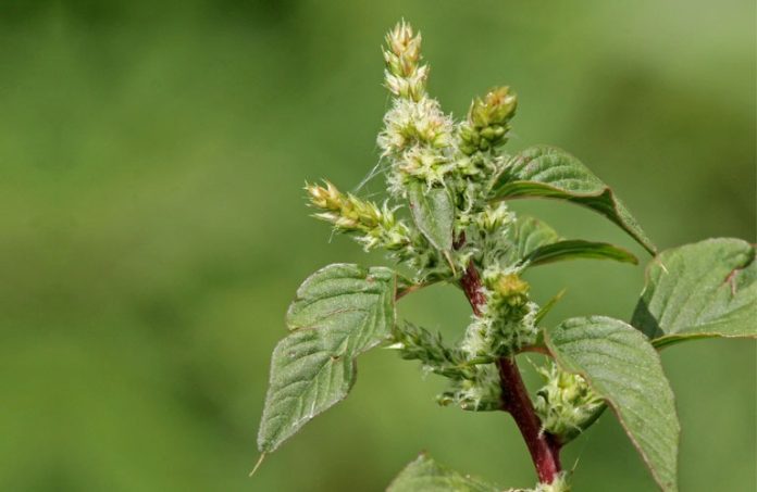 rau-den-gai-chua-thoat-vi-dia-de